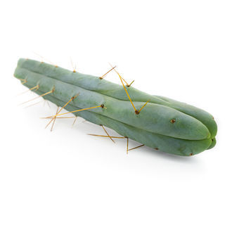 Cactus Of The Four Winds (Echinopsis Lageniformis Forma Quadricostata)