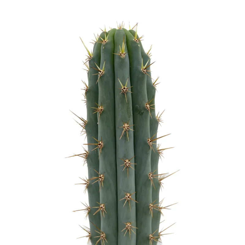Peruvian Torch Cactus | Trichocereus peruvianus | Echinopsis peruviana 