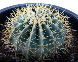 Blue Barrel Cactus For Sale