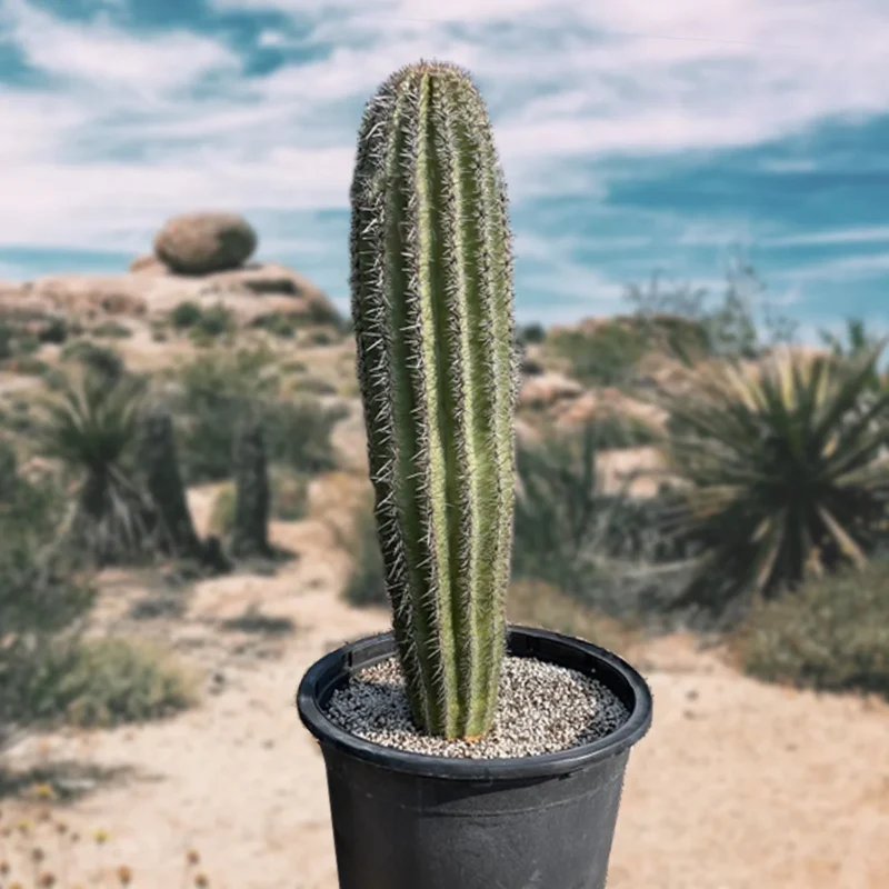 Saguaro Cactus - Image 2