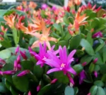 Easter Cactus For Sale