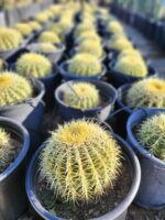 Golden Barrel Cactus For Sale