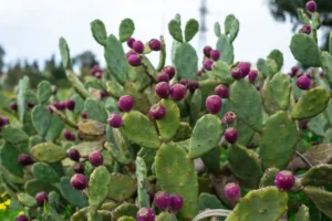 Prickly Pear Cactus For Sale