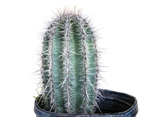 Saguaro Cactus For Sale