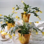 Yellow Christmas Cactus For Sale