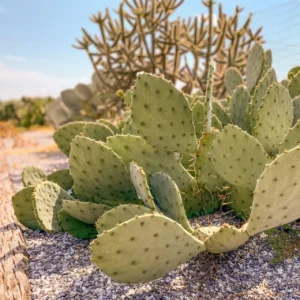 Texas Prickly Pear Cactus for Sale