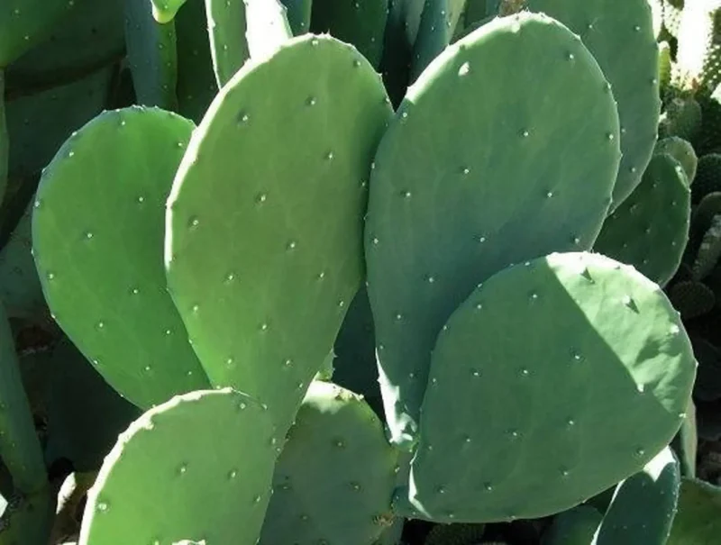 Thornless Prickly Pear Cactus for Sale