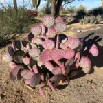 eastern prickly pear cactus for sale