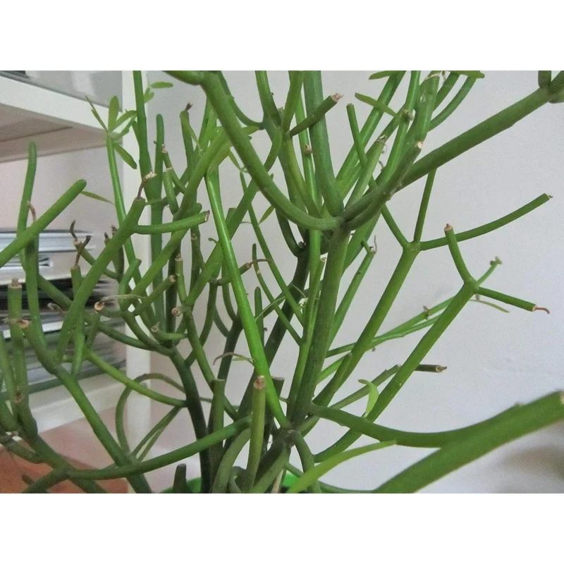Pencil Cactus - Live Plant in a 10 Inch Pot - Euphorbia Tirucalli - Beautiful Indoor Outdoor Succulent Houseplant - Image 2