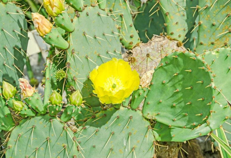 Eastern Prickly Pear Cactus - Image 4